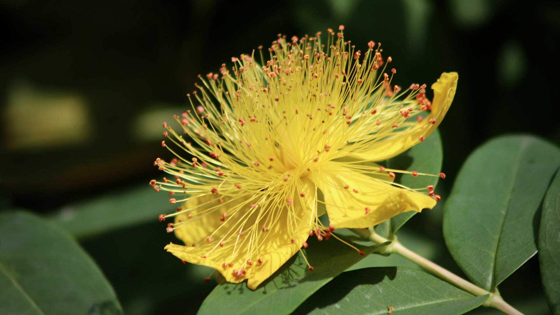 Eine gelbe Blüte mit langen Staubgefäßen und roten Spitzen vor grünem Laub.
