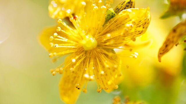 Bild zum Artikel„Metaanalyse: Wie wirksam ist Johanniskraut?“