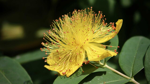 Bild zum Artikel„Johanniskraut-Extrakt bei Depressionen: Aus der Apotheke oder der Drogerie?“